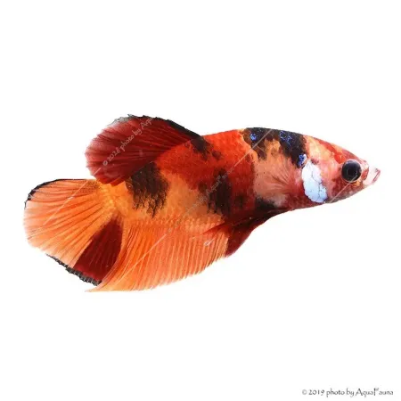 Betta splendens - Sziámi harcoshal Nemo