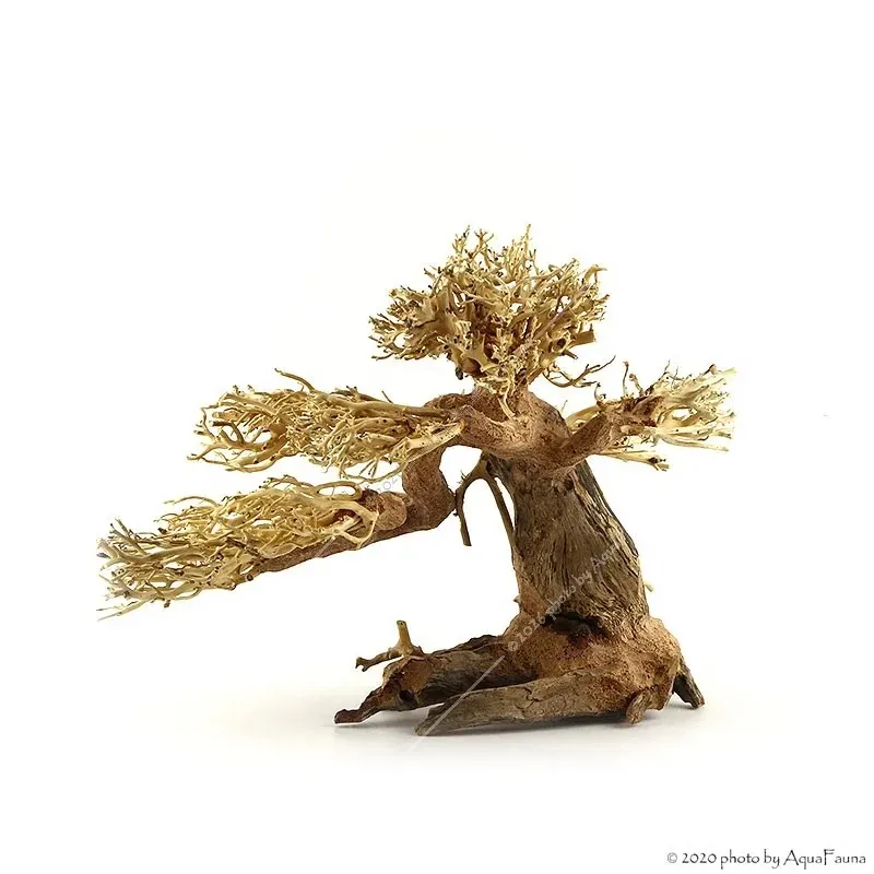 Bonsai Wood M dekorfa - 30x23x27 cm