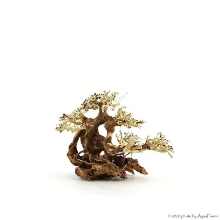 Bonsai Wood S dekorfa - 23x17x10 cm