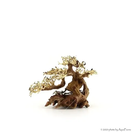 Bonsai Wood S dekorfa - 23x17x10 cm
