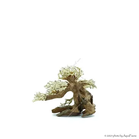 Bonsai Wood SS dekorfa - 20x10x15 cm