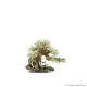 Bonsai Wood SS dekorfa - 20x10x15 cm