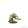 Bonsai Wood SS dekorfa - 20x10x15 cm