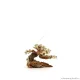 Bonsai Wood SSS dekorfa - 12x10x8 cm