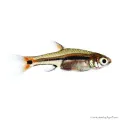 Boraras uropthalmoides - Zöldcsíkos törperazbóra