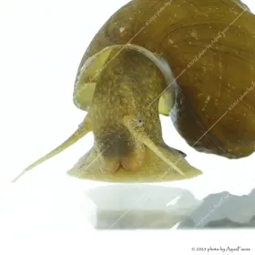 Brotia herculea sp. - Barna herkulescsiga