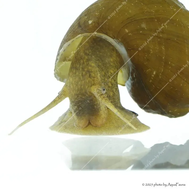 Brotia herculea sp. - Barna herkulescsiga