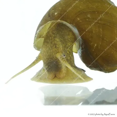 Brotia herculea sp. - Barna herkulescsiga