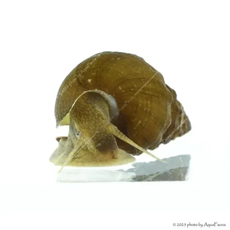 Brotia herculea sp. - Barna herkulescsiga