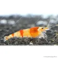 Caridina cf. cantonensis - Red Crystal garnéla - CRS