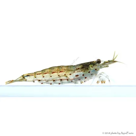Caridina multidentata - Amano garnéla