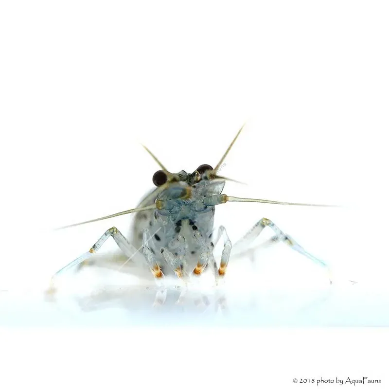 Caridina multidentata - Amano garnéla