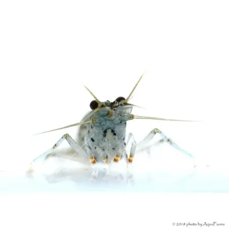 Caridina multidentata - Amano garnéla