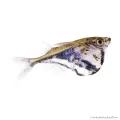 Carnegiella strigata - Márvány baltahasú pontylazac