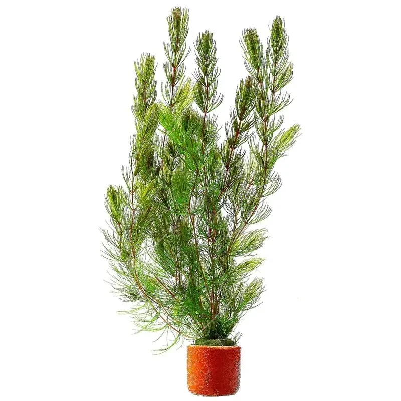Ceratophyllum demersum