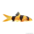 Chromobotia macracanthus - Öves díszcsík