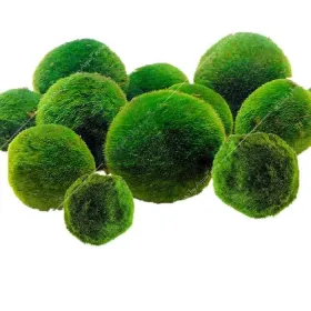 Cladophora aegagrophila - Gömbmoha 6-7 cm