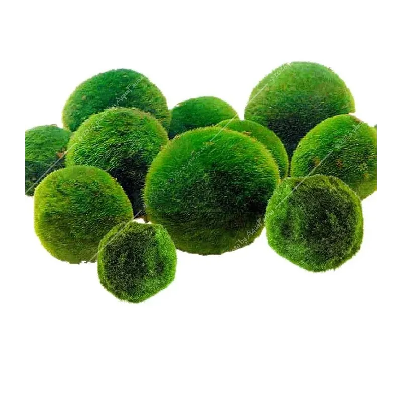 Cladophora aegagrophila - Gömbmoha 6-7 cm