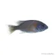 Copadichromis borleyi - Red Fin