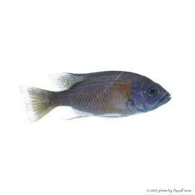 Copadichromis borleyi - Red Fin