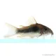 Corydoras aeneus