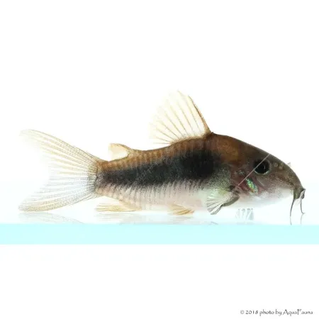 Corydoras aeneus