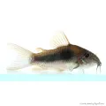 Corydoras aeneus