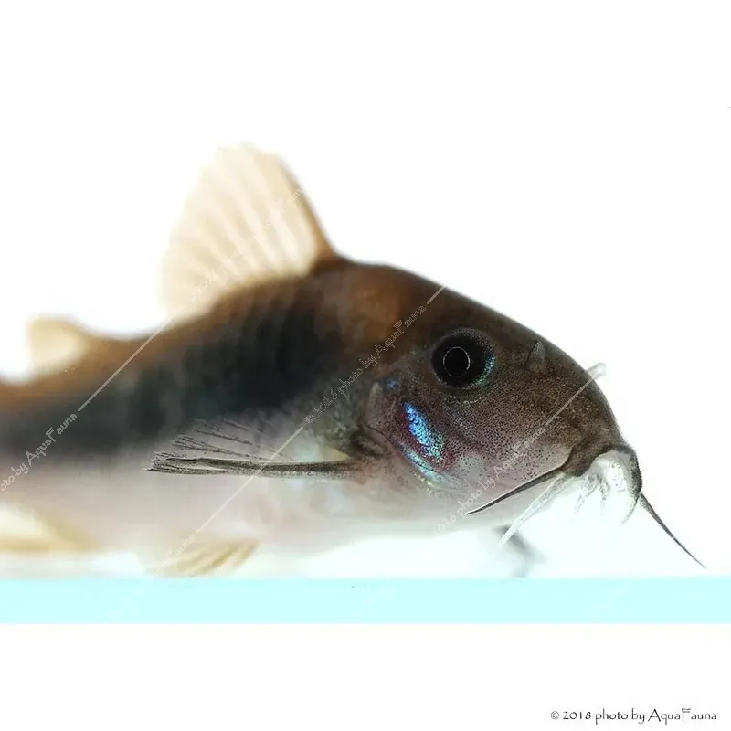 Corydoras aeneus