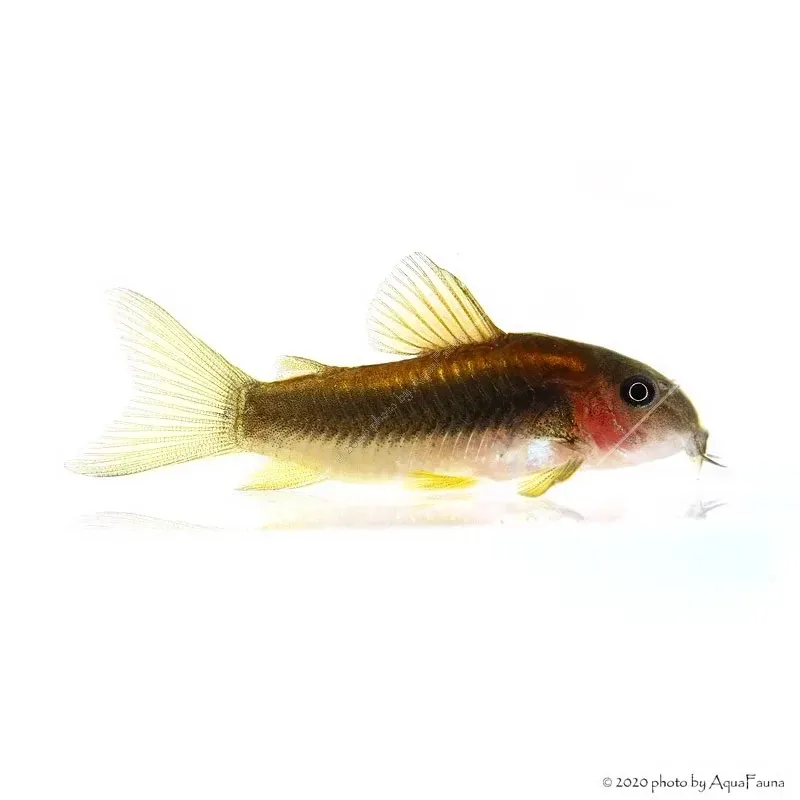 Corydoras aeneus (CW010 Peru) Gold stripe - Laser cory