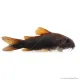 Corydoras aeneus sp. Black Venezuela