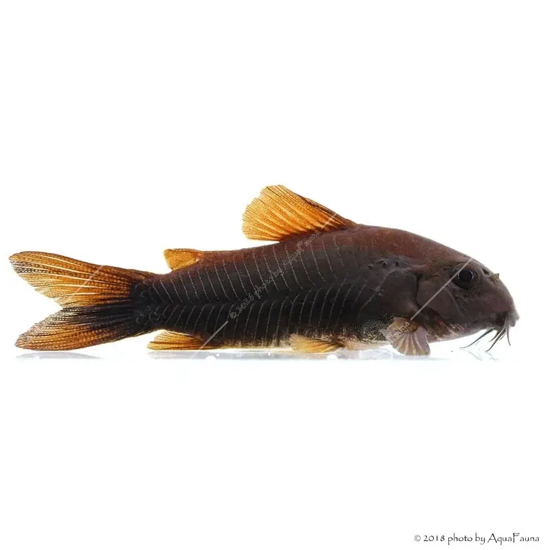 Corydoras aeneus sp. Black Venezuela