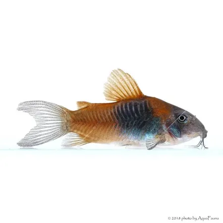Corydoras aeneus sp. Orange Venezuela