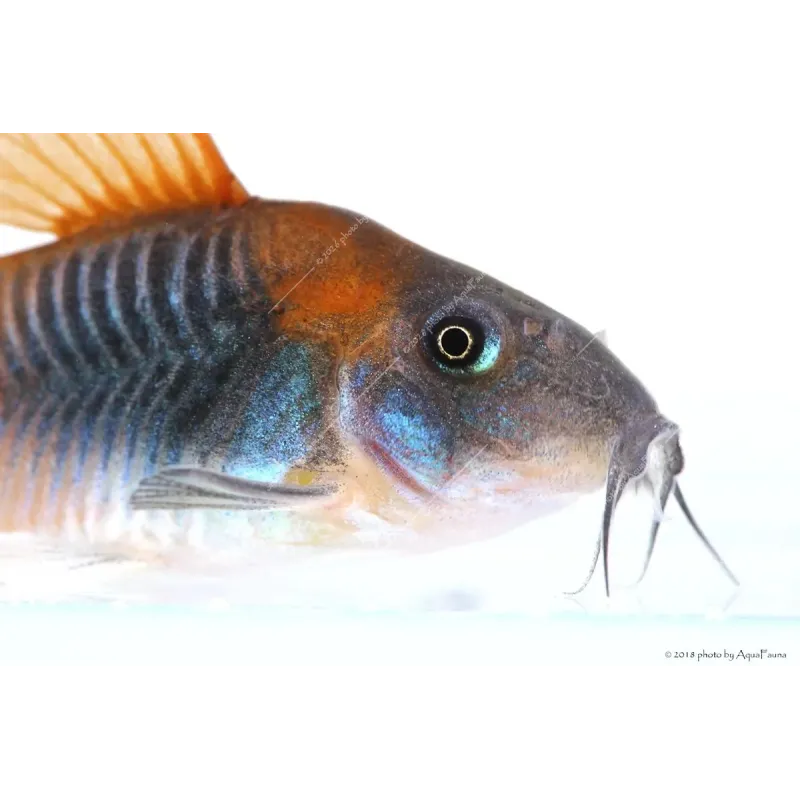 Corydoras aeneus sp. Orange Venezuela