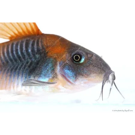 Corydoras aeneus sp. Orange Venezuela