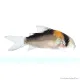 Corydoras duplicareus