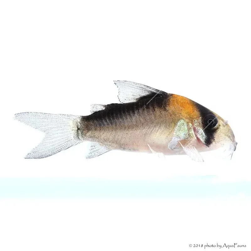 Corydoras duplicareus