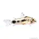Corydoras habrosus