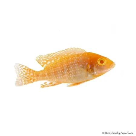Aulonocara pink (albino) - Császársügér