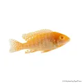 Aulonocara pink (albino) - Császársügér
