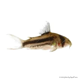 Corydoras CW21