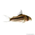Corydoras CW21