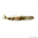 Schismatogobius ampluvinculus - Tigris géb