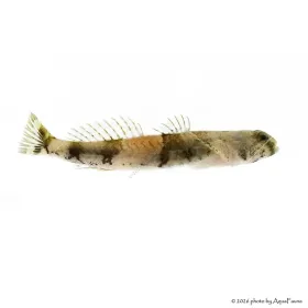 Schismatogobius ampluvinculus - Tigris géb