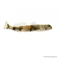 Schismatogobius ampluvinculus - Tigris géb