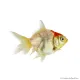 Carassius auratus - Aranyhal, piros sapkás