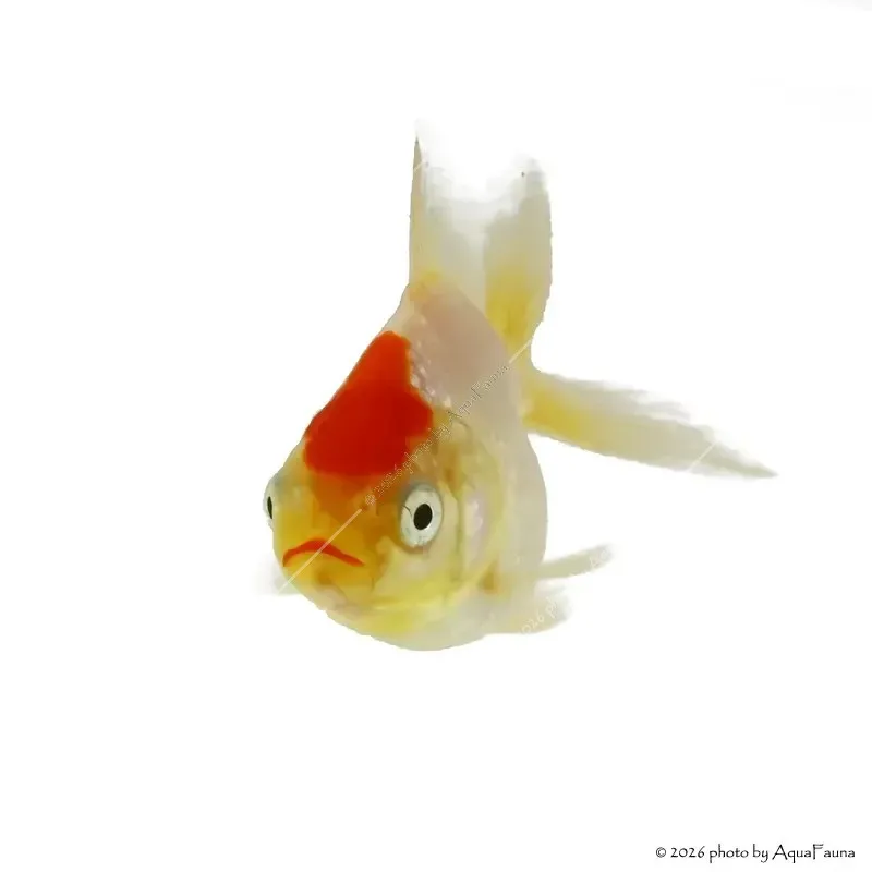 Carassius auratus - Aranyhal, piros sapkás