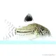 Corydoras julii
