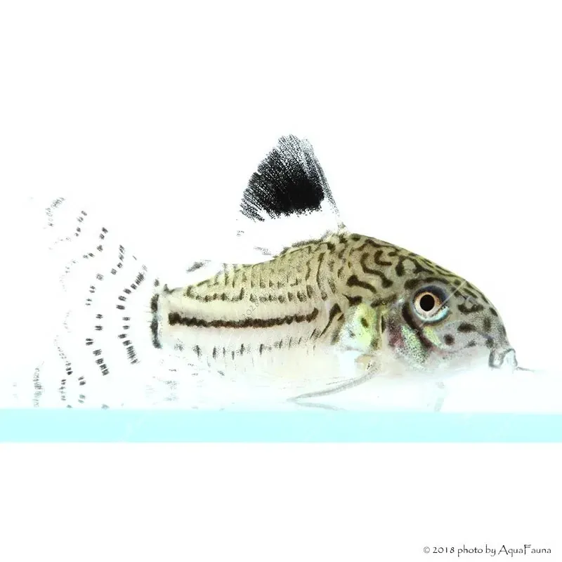 Corydoras julii