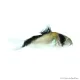 Corydoras melini