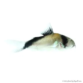 Corydoras melini